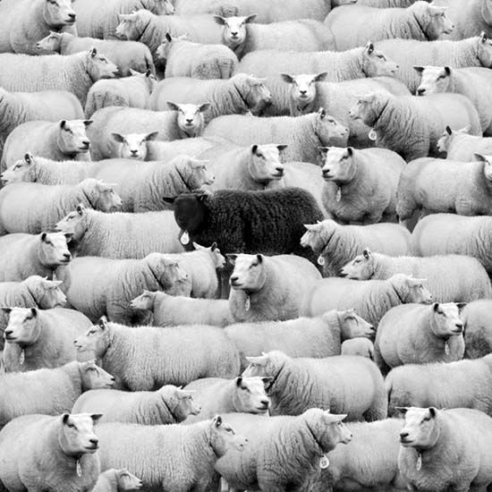 black sheep in flock of white sheep