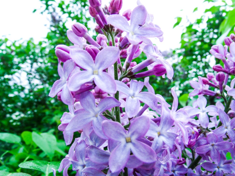 GEDSC DIGITAL CAMERA