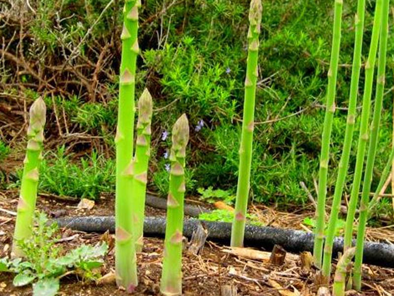 asparagus102517