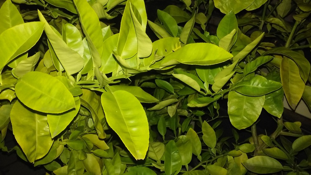 grapefruit leaves 101117