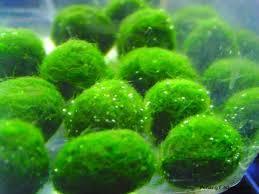 algae ball