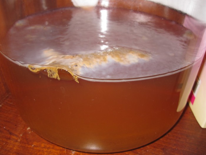 baby scoby