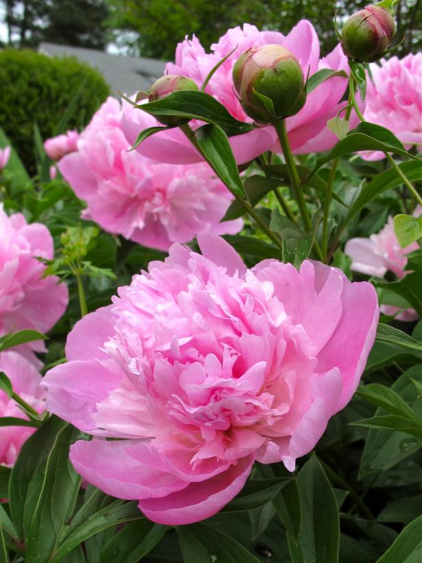 pink peony