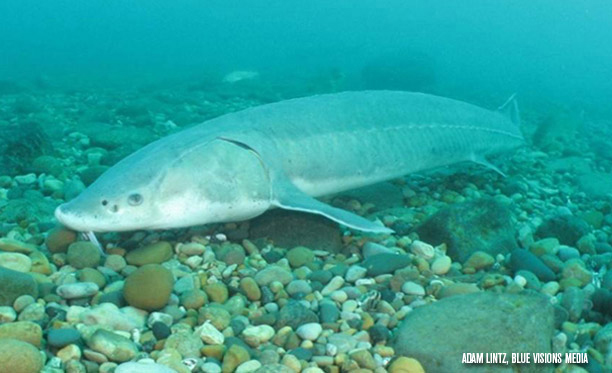 sturgeon