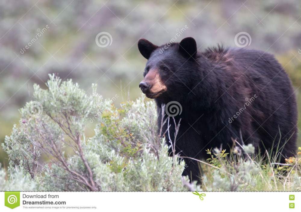 female black bear