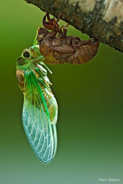 cicada shed