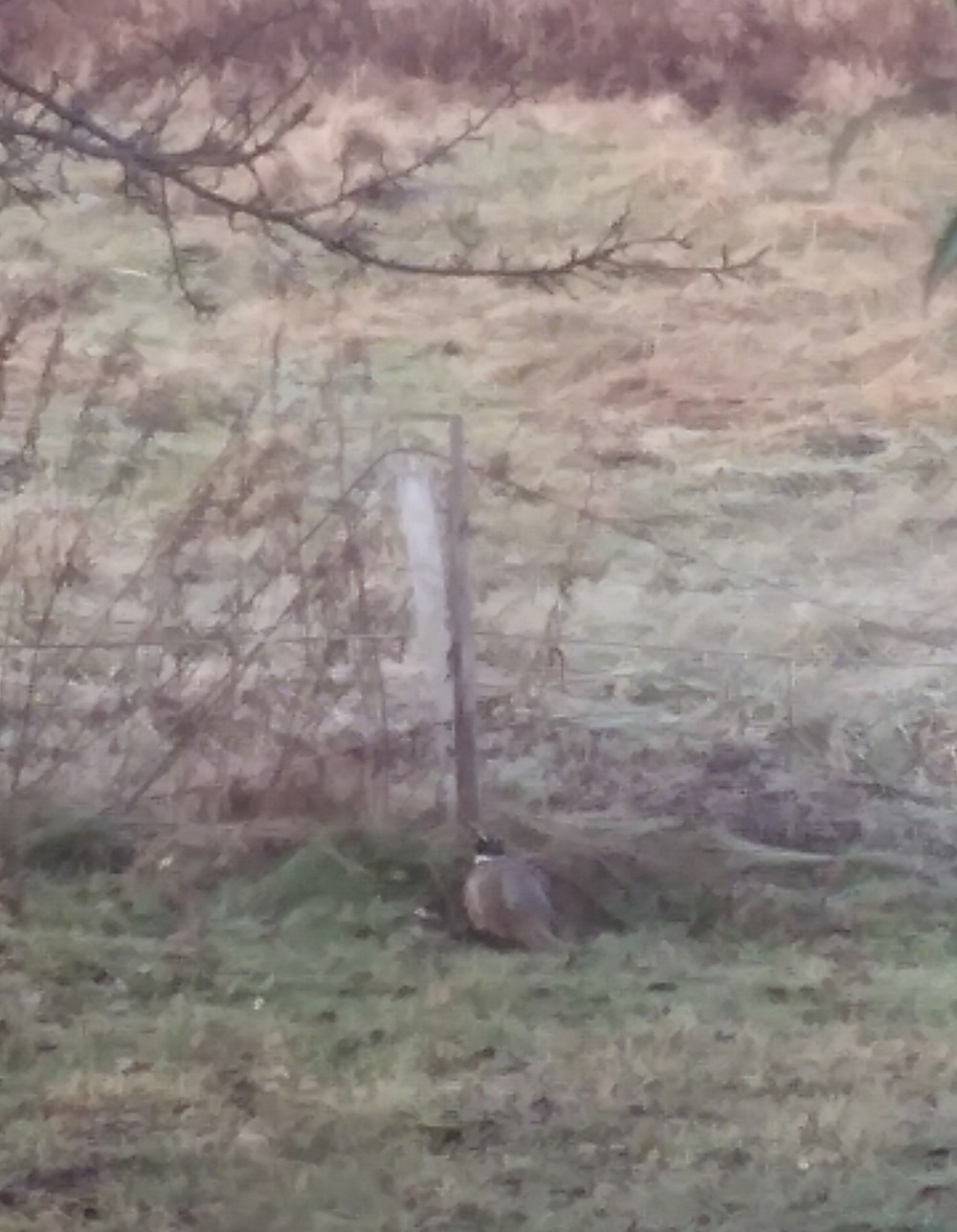 pheasant by fence