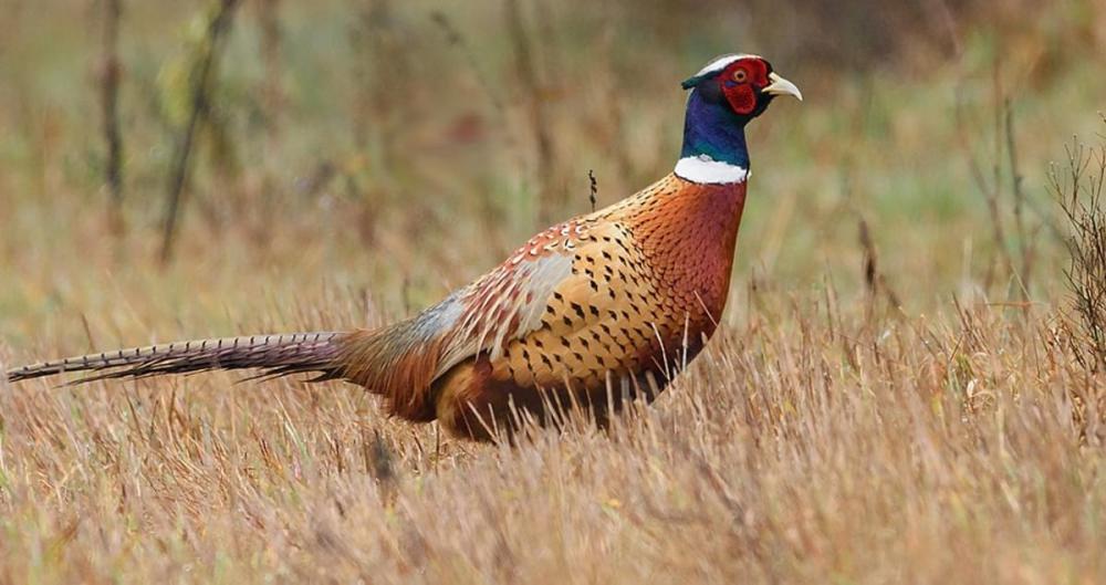 pheasant
