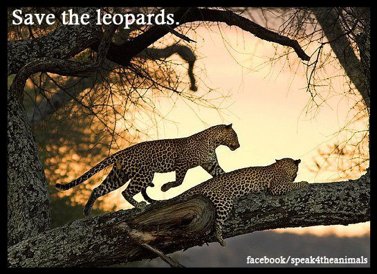 save-the-leopards