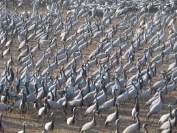 cranes