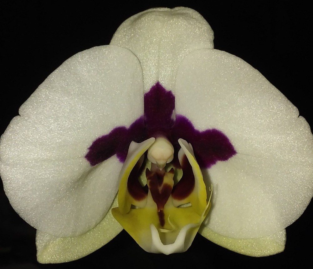 orchid