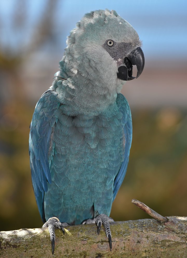 GERMANY-ANIMALS-SPIXS MACAW