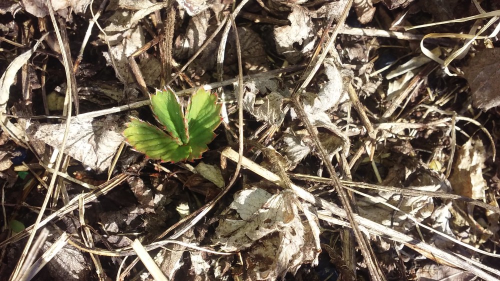infant strawberry plant