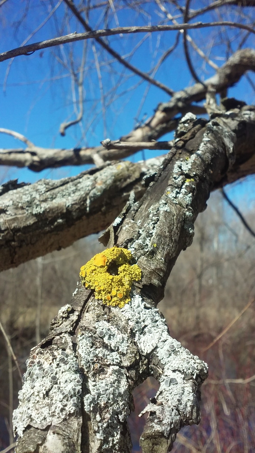 lichen on branch