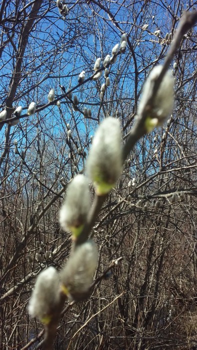 pussy willow 2