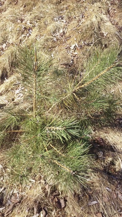 red pine 2