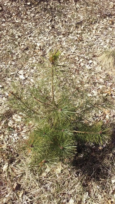 red pine 3