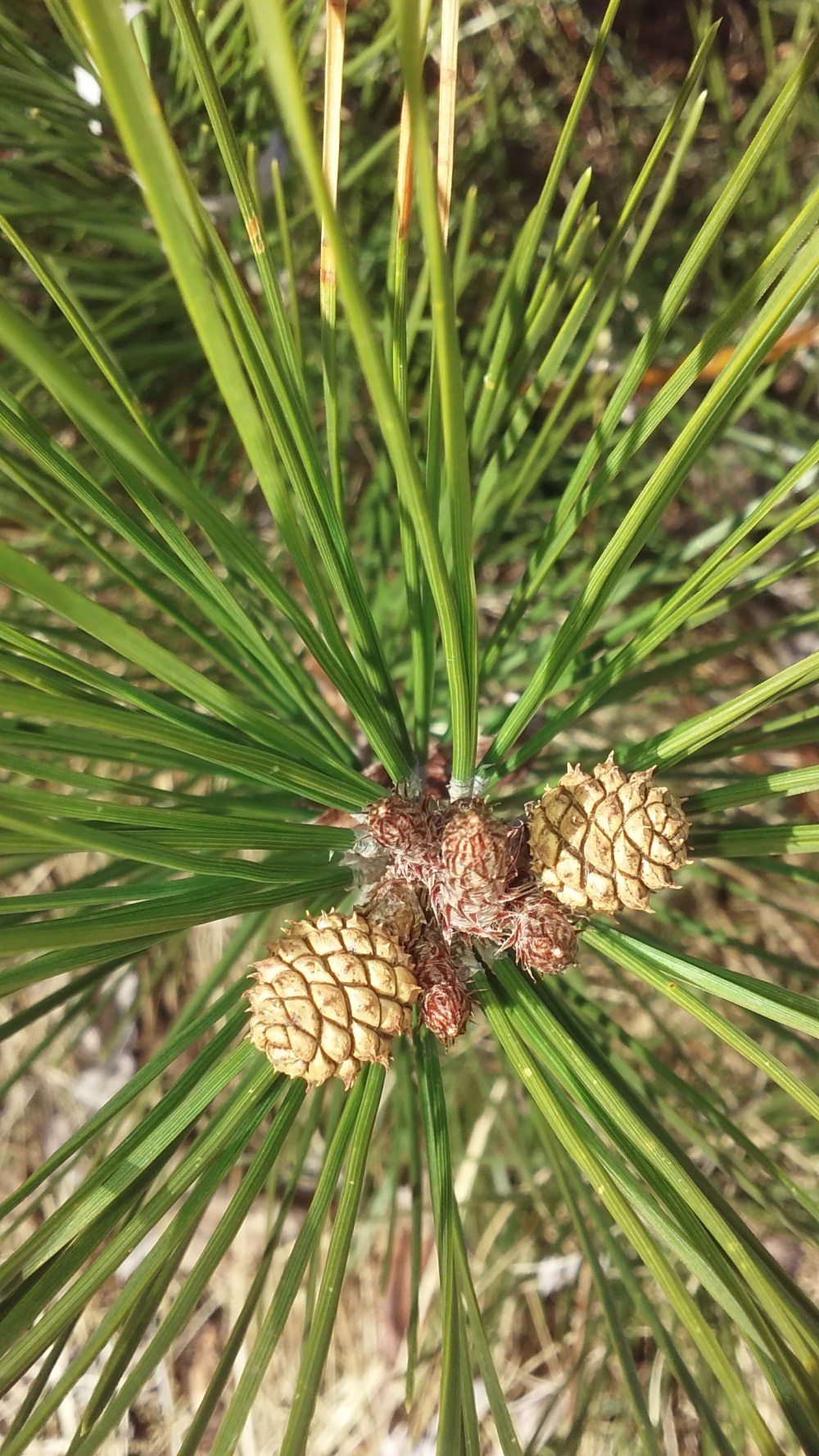 tan pinecone 2