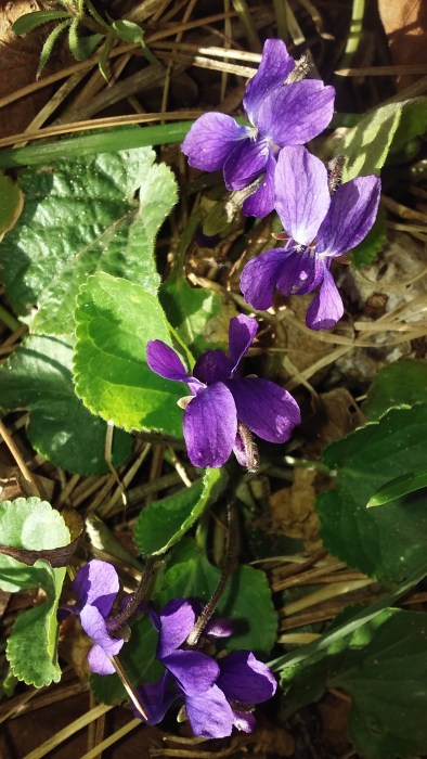 violets