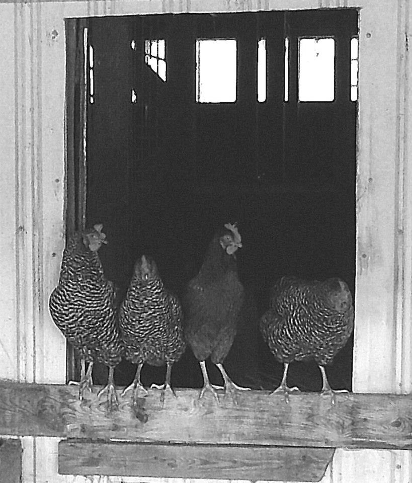 183623_3412810168988_1133983828_n_3412810168988