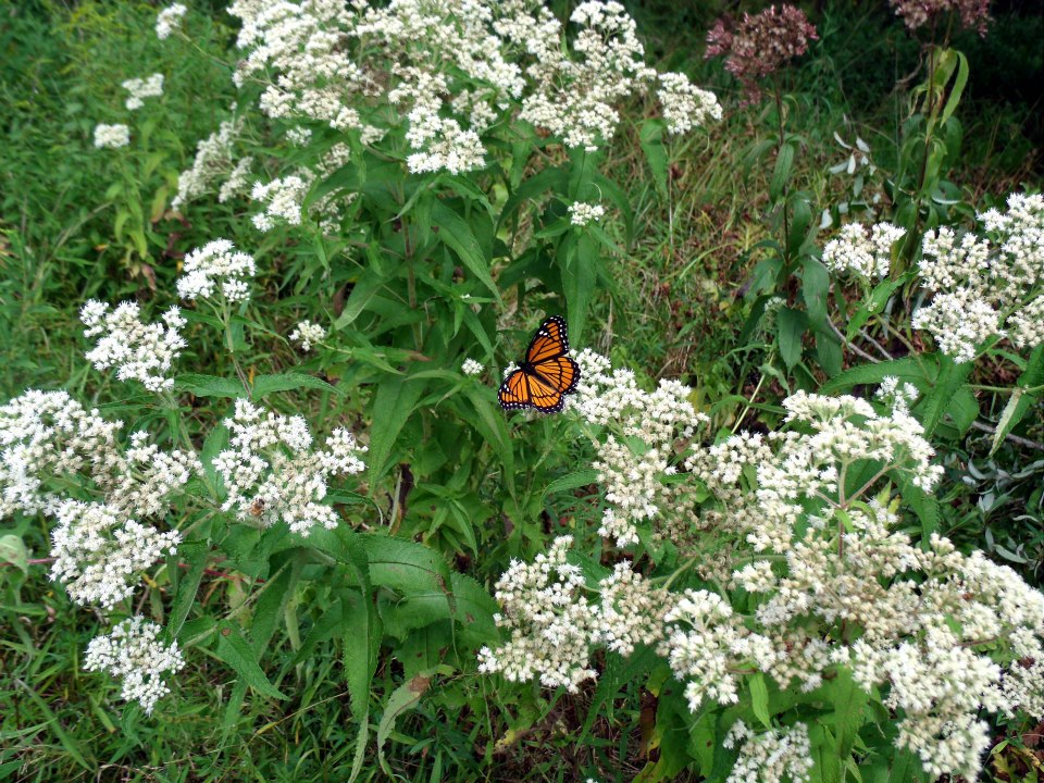 300386_3462198883675_455683335_n_3462198883675