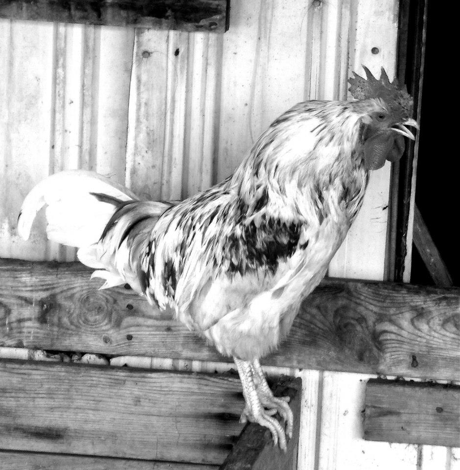 310898_4562214263372_1021998567_n_4562214263372