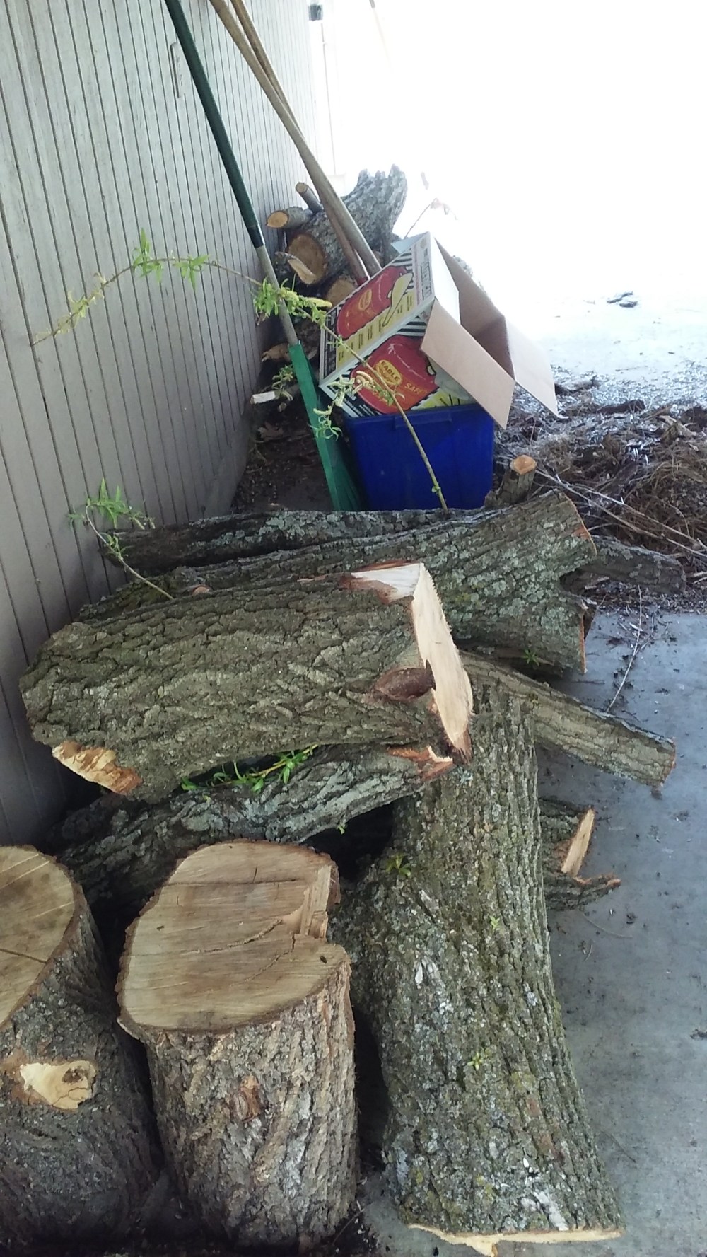 part of the big limb from willow 051319