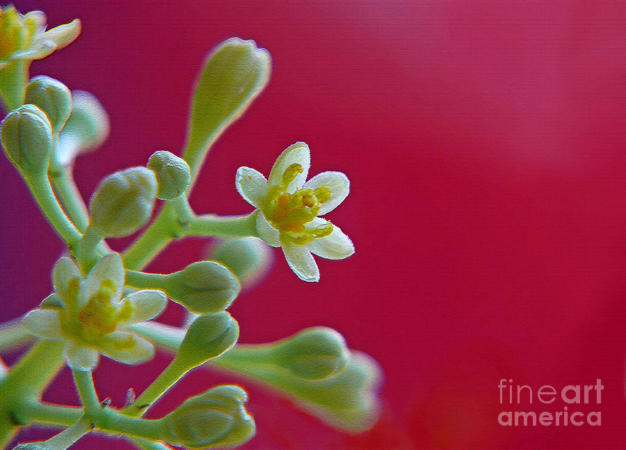 cinnamon-flower-anuj-nair