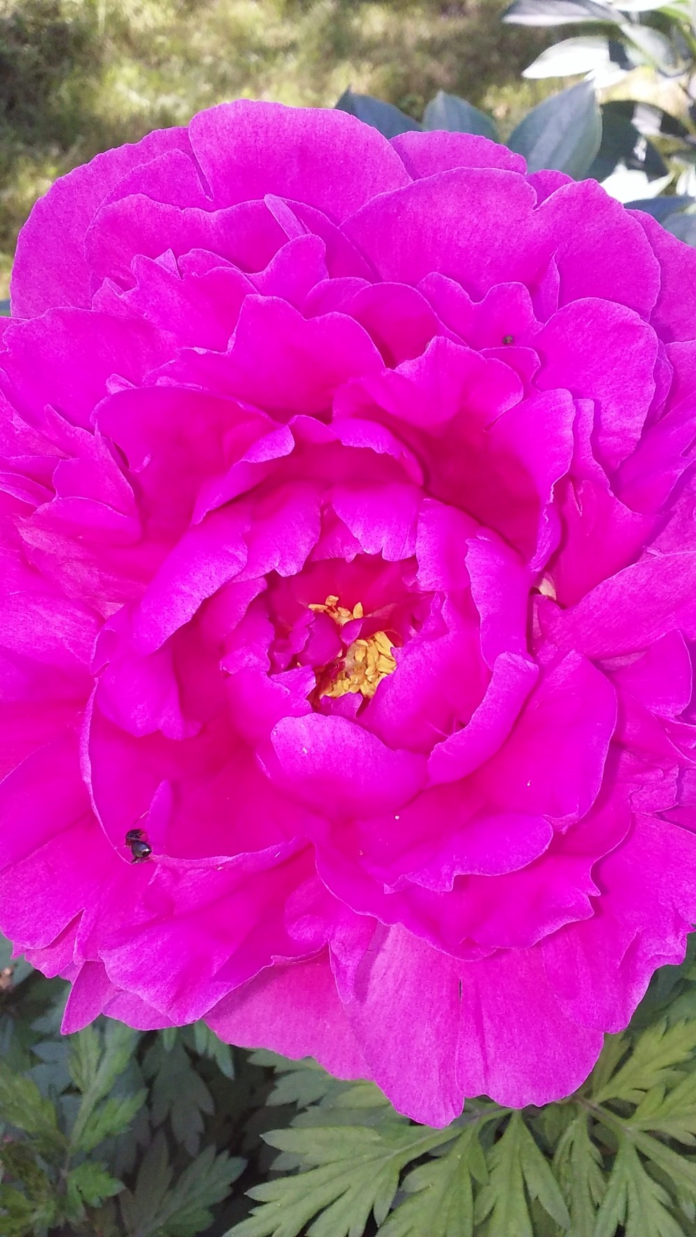 peony deep pink