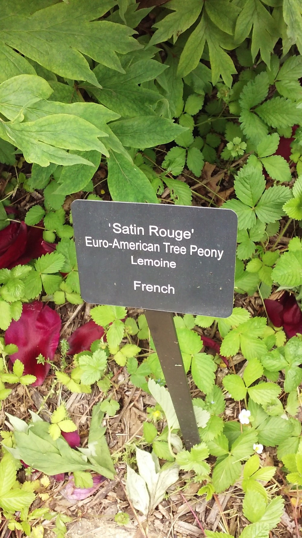 peony giant red label