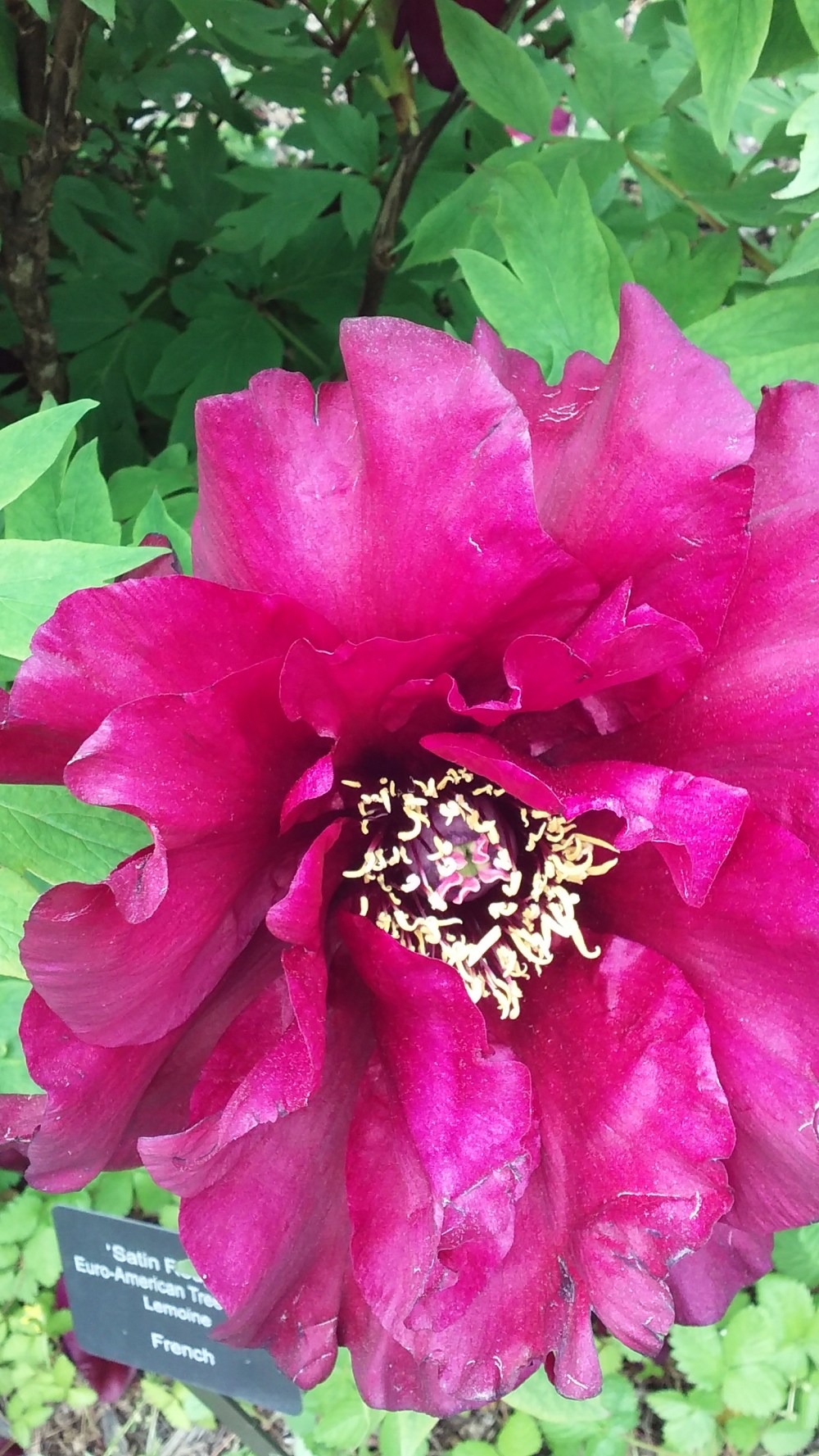 peony giant red