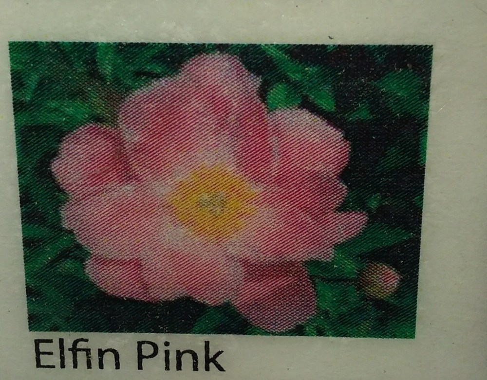 peony pink so frangrant label