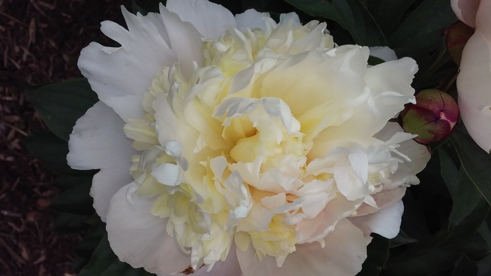 peony pink white