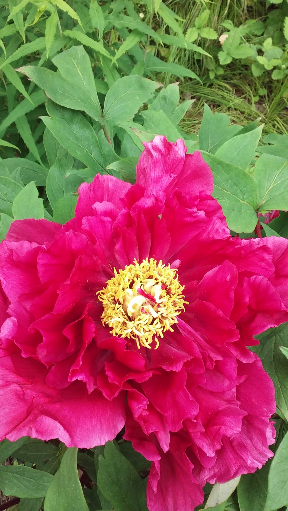 peony pink