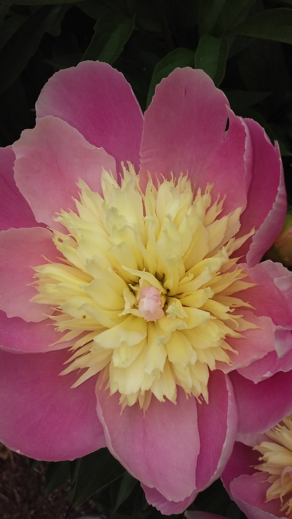 peony pink1