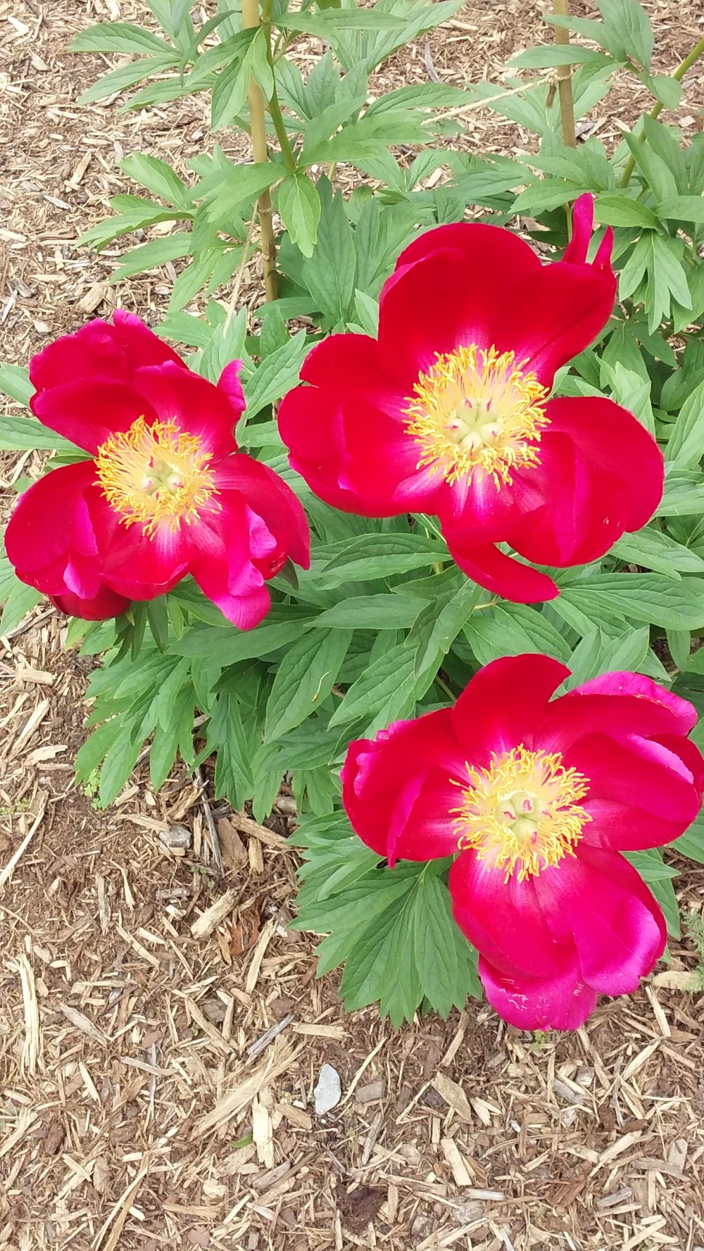 peony red 1