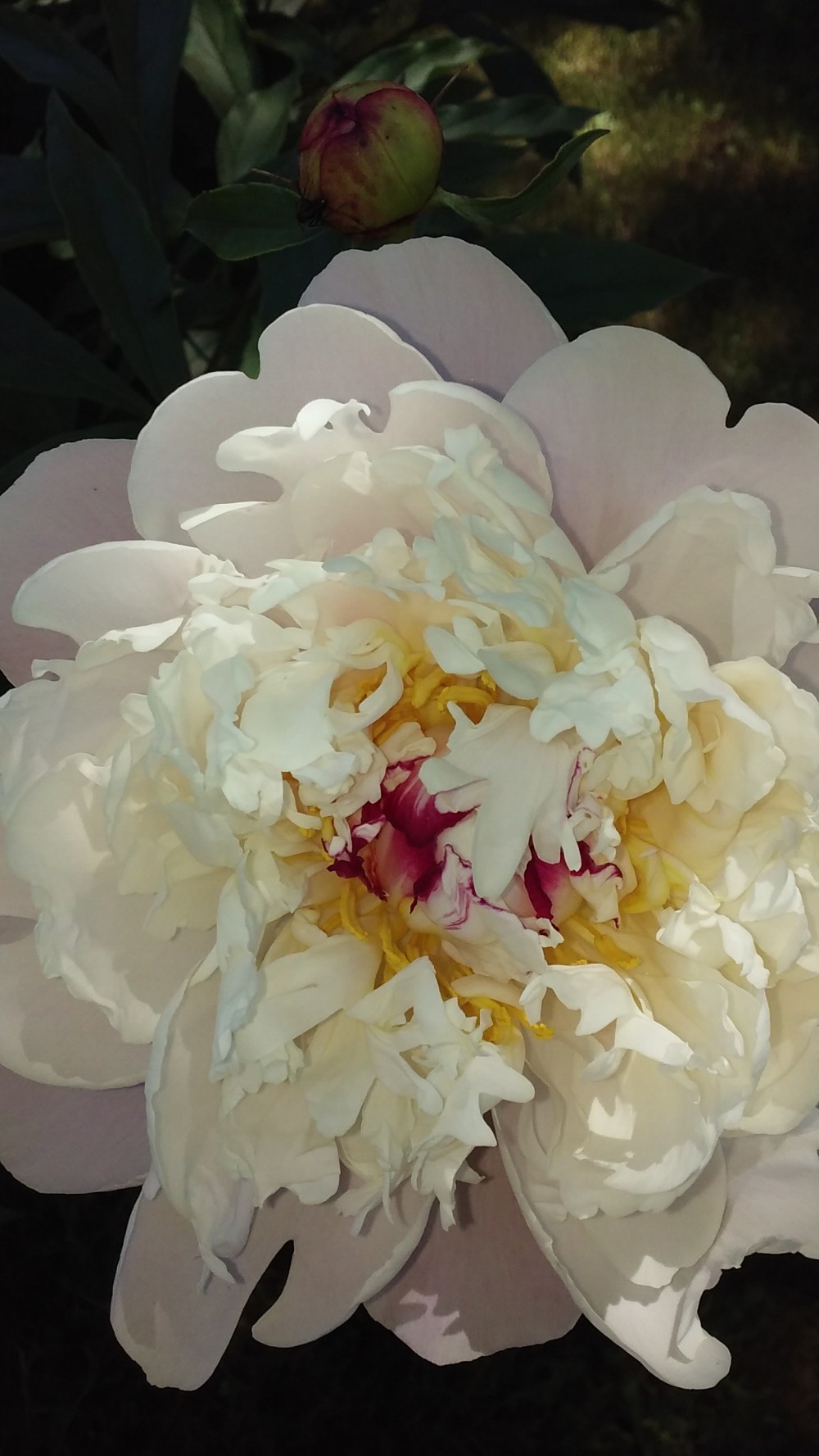 peony white