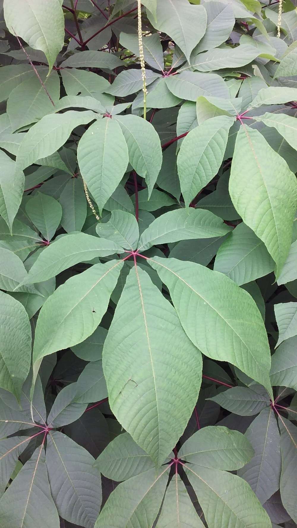 poinsettia like foliage