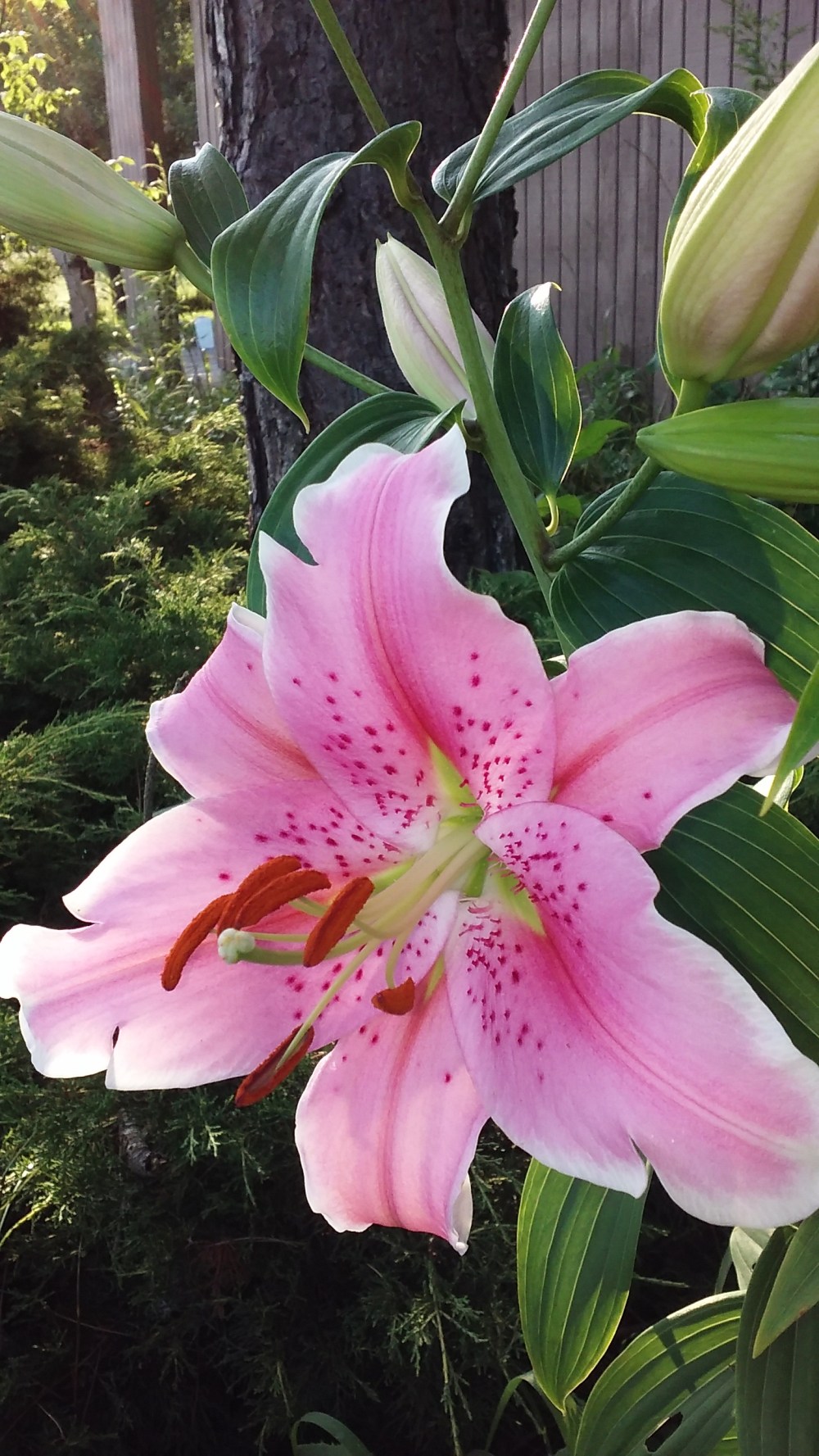 pink lily
