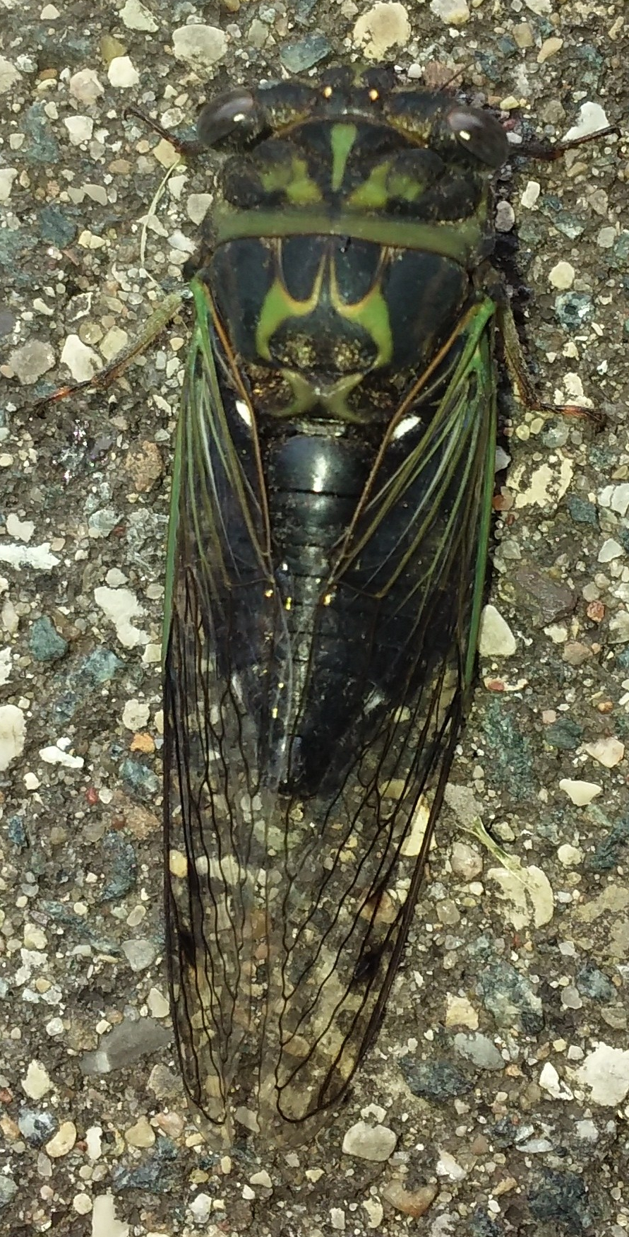 cicada on park path 090919