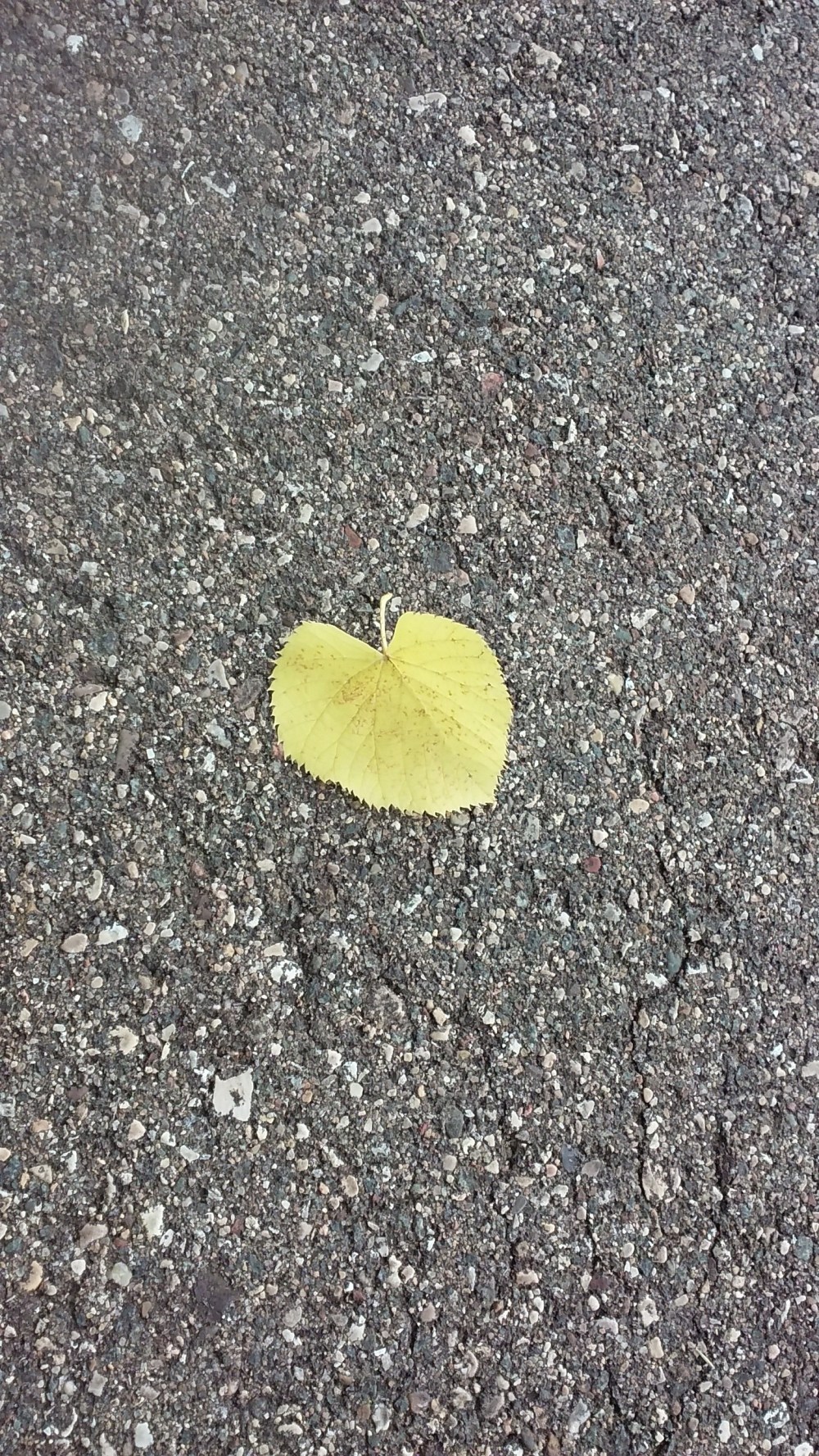 heart shaped leaf
