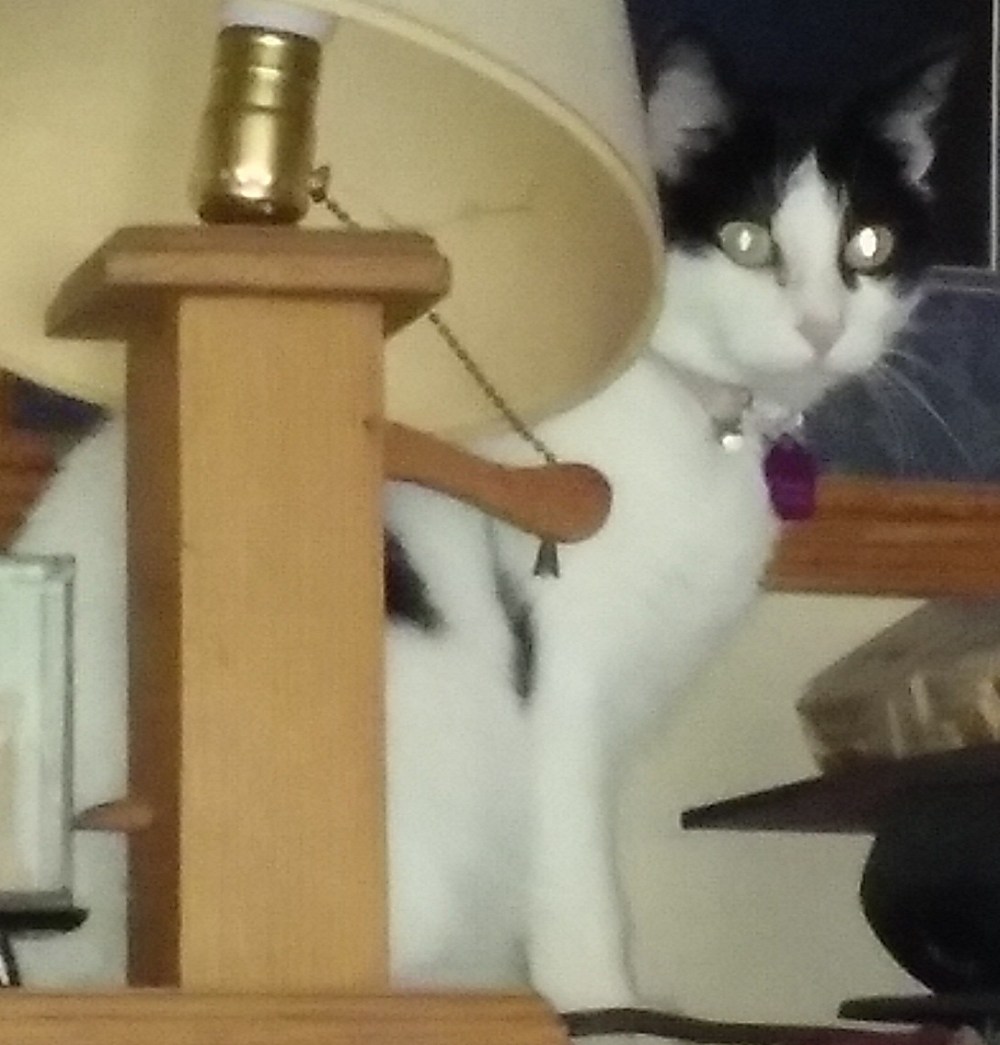 Elphaba El Dotty exploring house 101819