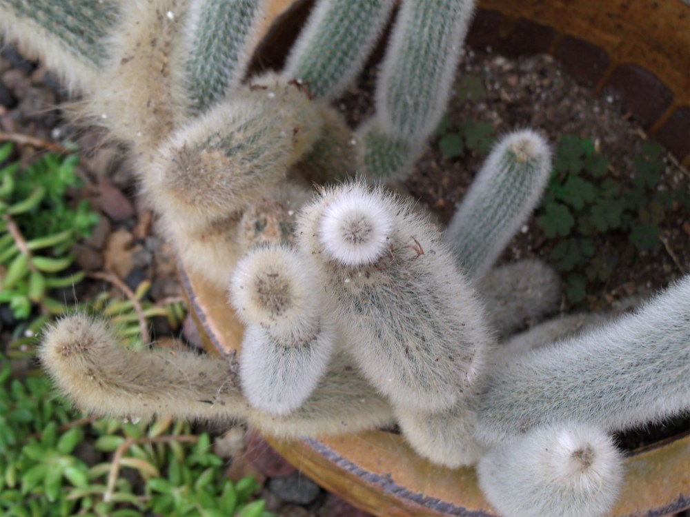 GEDSC DIGITAL CAMERA