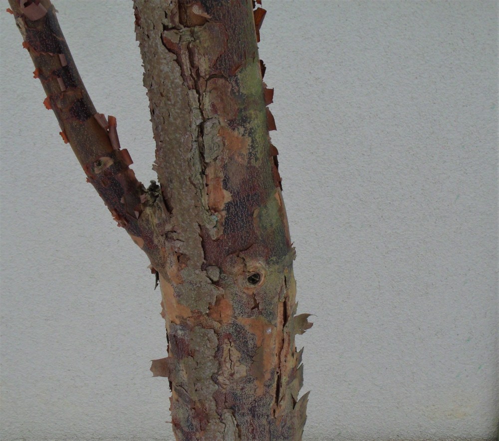 GEDSC DIGITAL CAMERA