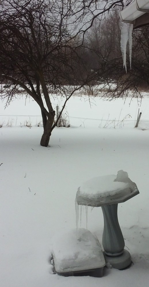 20200215_151103 bird bath frozen