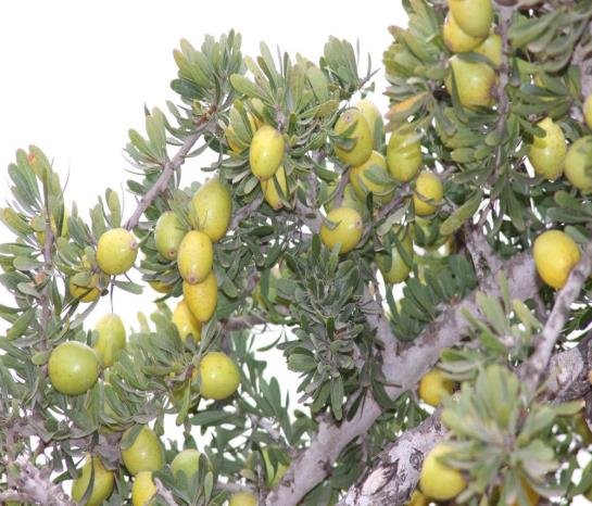 pic of tree with fruit