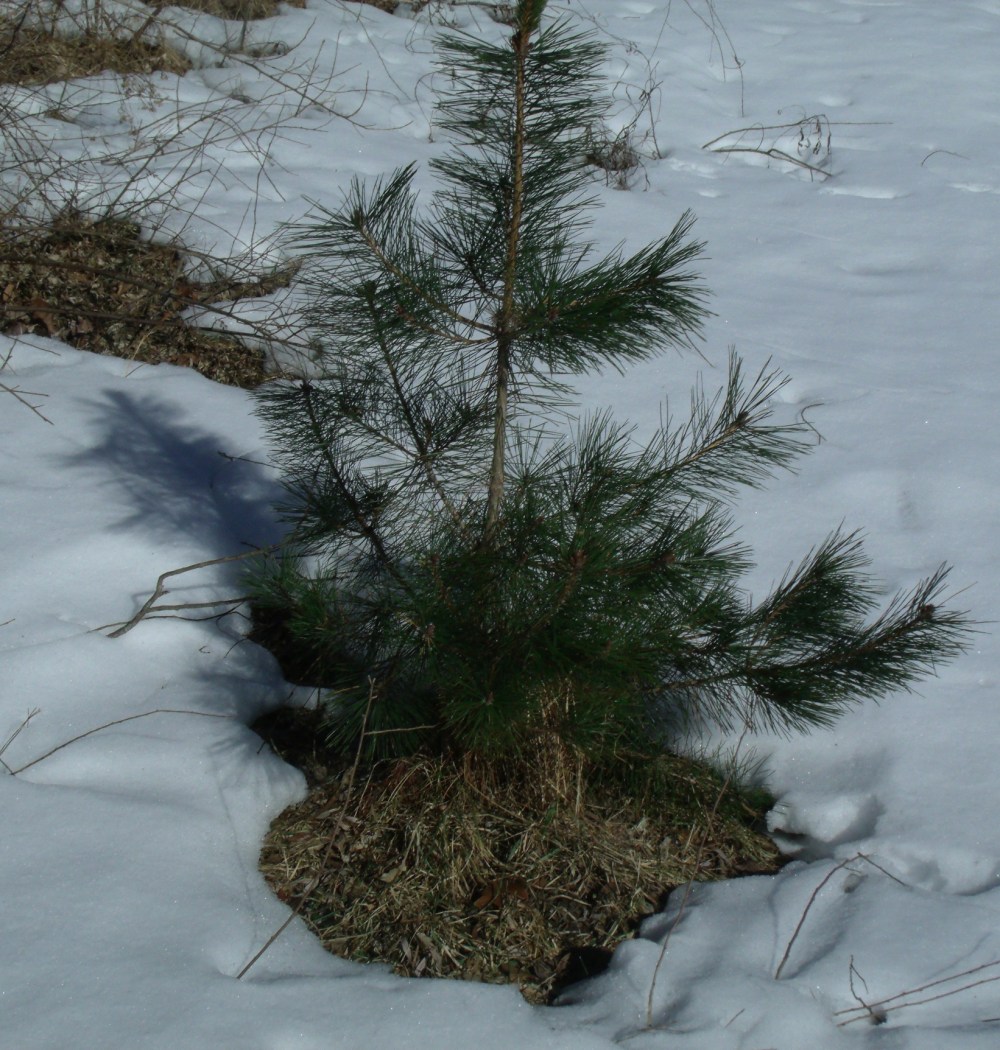 GEDSC DIGITAL CAMERA