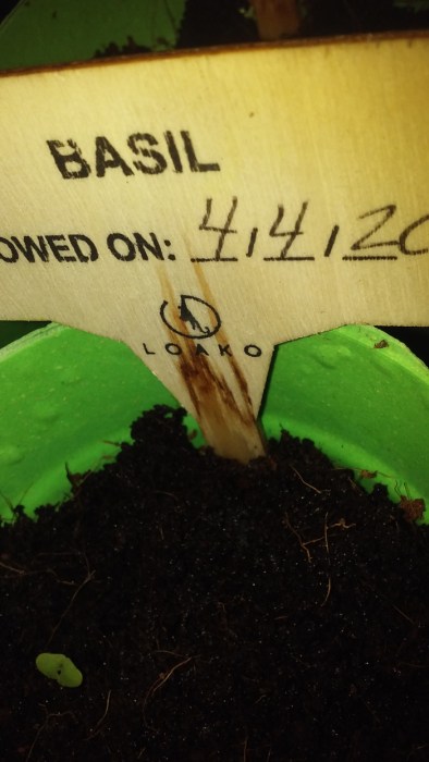 basil seedling scaled down