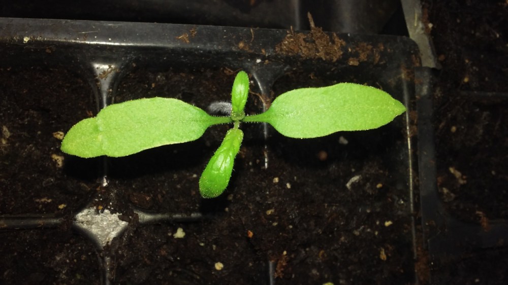 brandywine tomato seedling