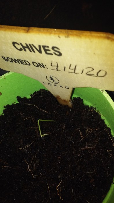 chives seedling scaled down
